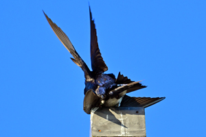Purple Martin